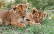 12487_La Kalle - Nacen dos leones gracias a la inseminación artificial - Getty Images foto referencia