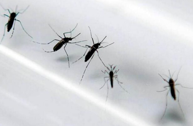dengue.jpg