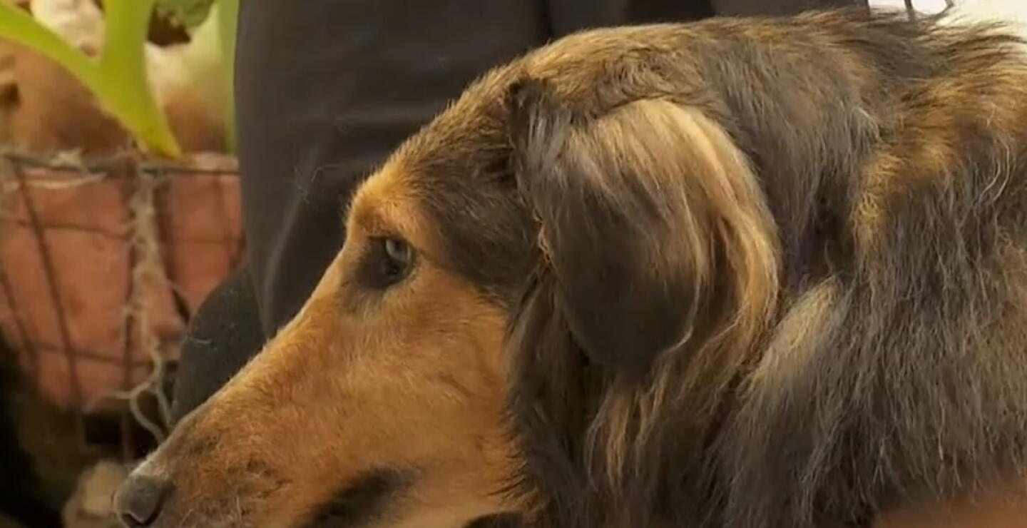 Si quiere hospedarse en un hotel con su mascota debe tener en cuenta esto