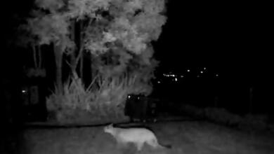 VIDEO | Puma fue visto en zona rural de La Calera y CAR activó protocolos: ¿qué hacer si ve uno?