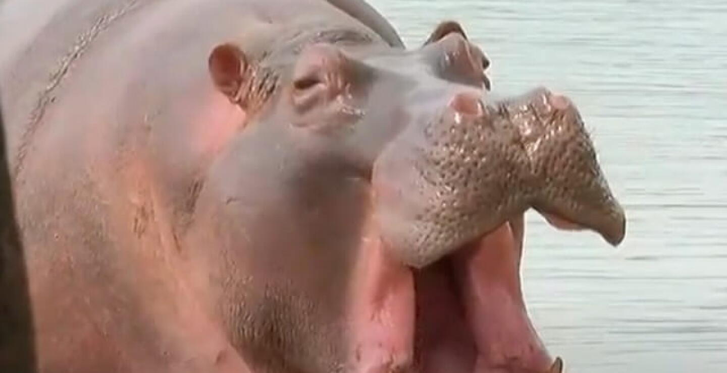 hipopotamos1.jpg