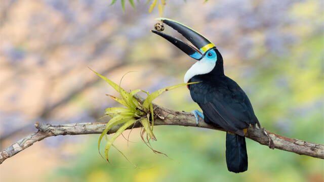 Colombia, un paraíso que tiene el mayor número de aves en el mundo