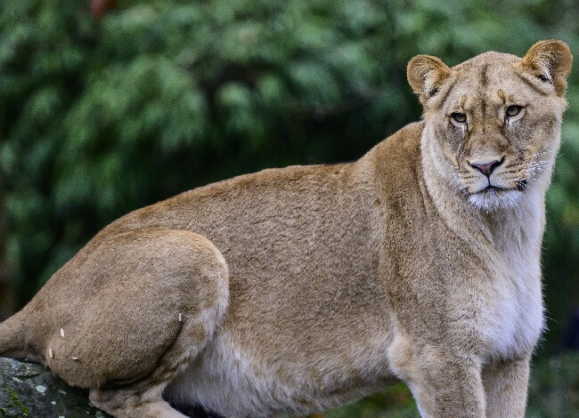 Tras ataque de una leona enjaulada, murió niño de 6 años