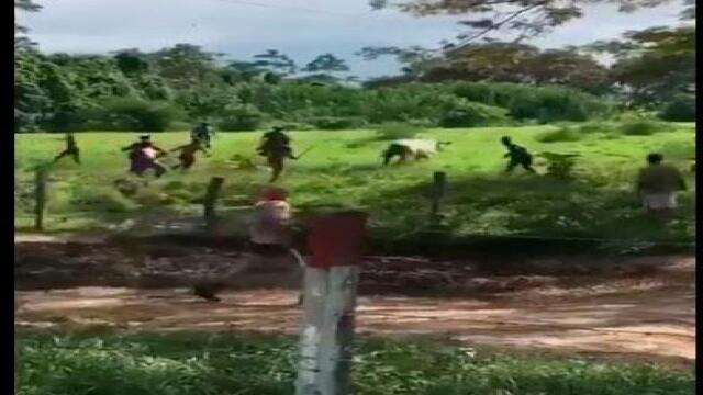 Venezolanos hambrientos entraron ilegalmente a una finca y mataron una res