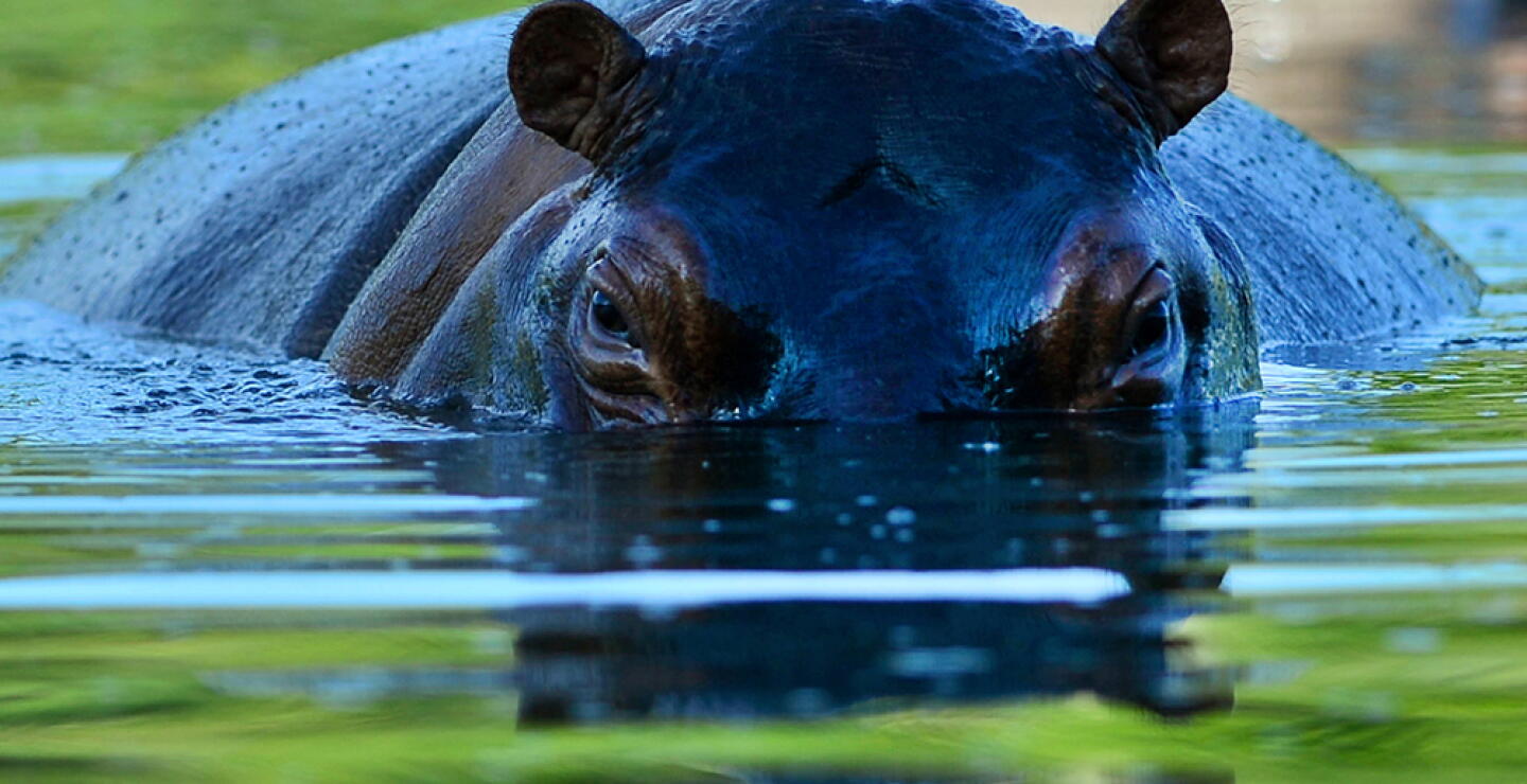 356571_Hipopótamos / Foto: AFP