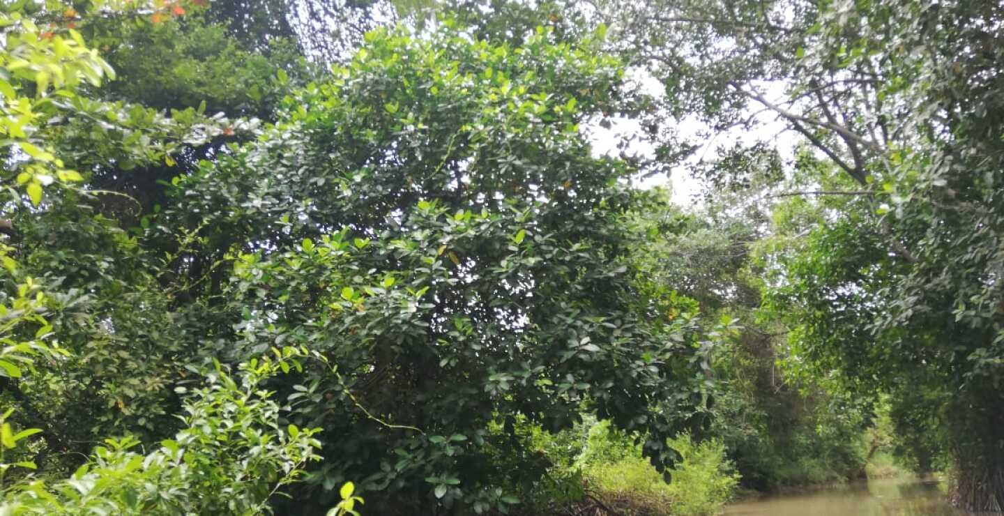 343041_Blu Radio/ Parque Isla de Salamanca / Foto: BLU Radio