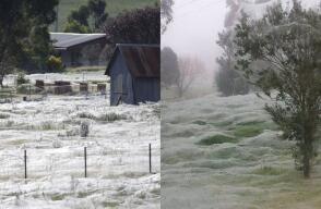 Así se ve la temporada de arañas en Australia; muchas personas piensan que es nieve Así se ve la temporada de arañas en Australia; muchas personas piensan que es nieve