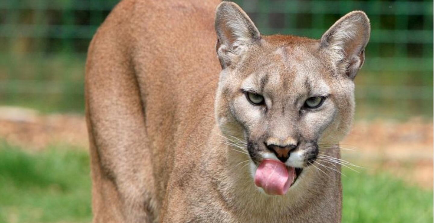 Puma