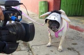 La marcha nació como rechazo a la agresión sufrida por una perrita, en días pasados y ocasionada por un extranjero.