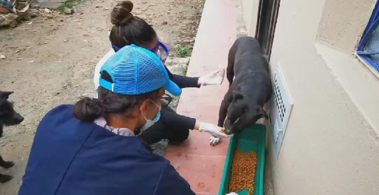 aleja_mascotas.jpg