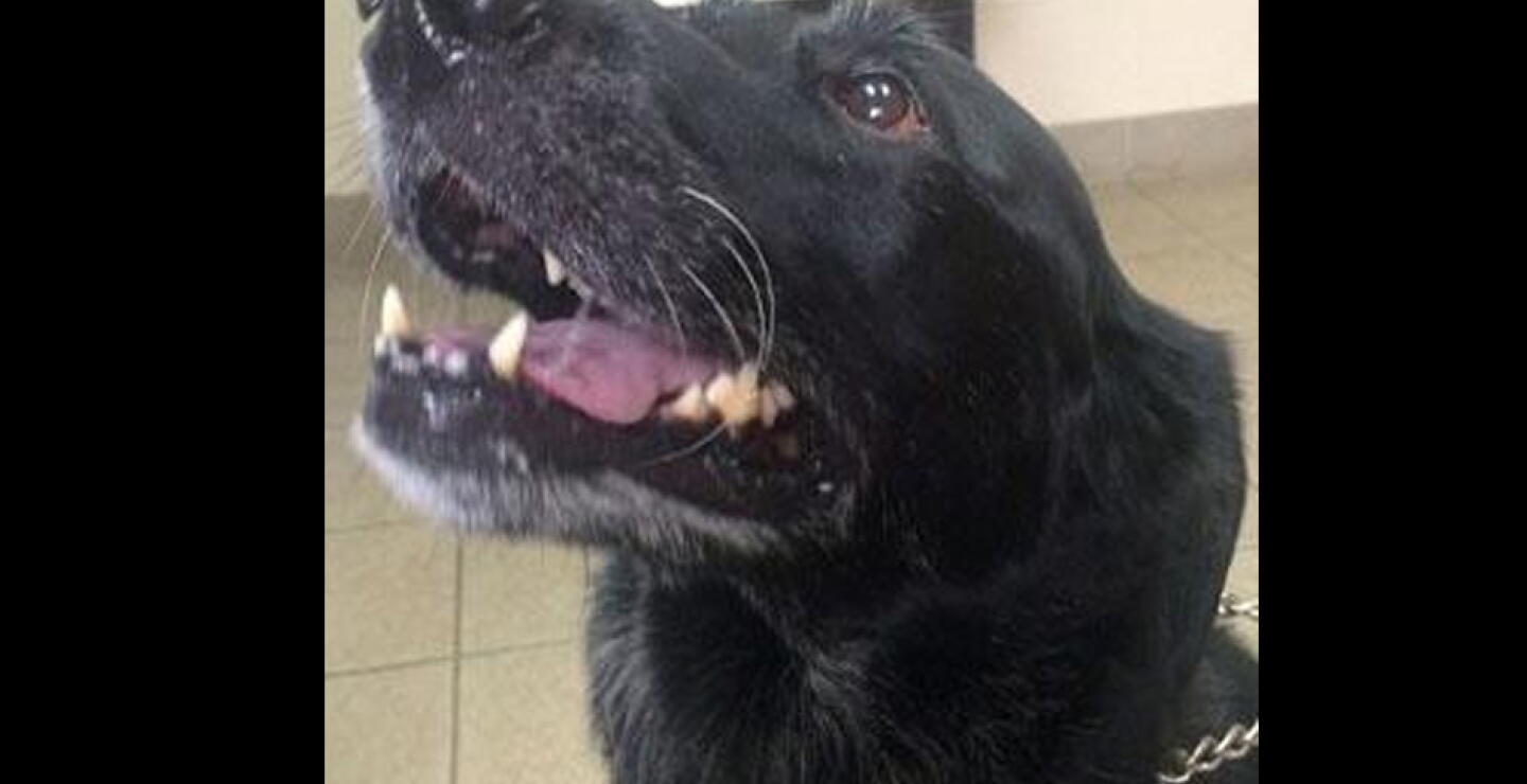 090715_perro_hambriento.jpg