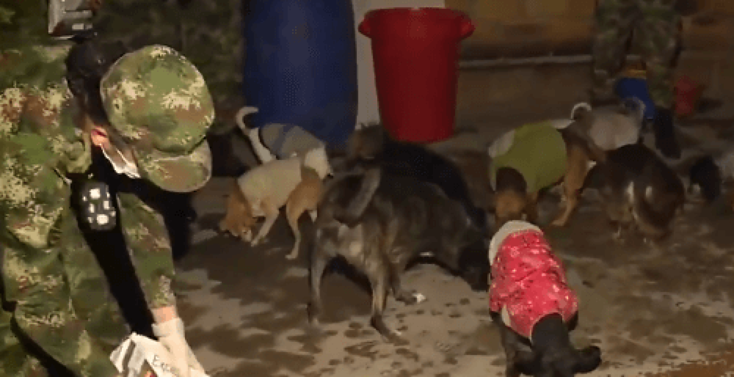perritos-comida-ejercito.png