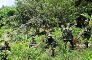 329025_BLU Radio. Erradicación de cultivos ilícitos / Foto: Ejército