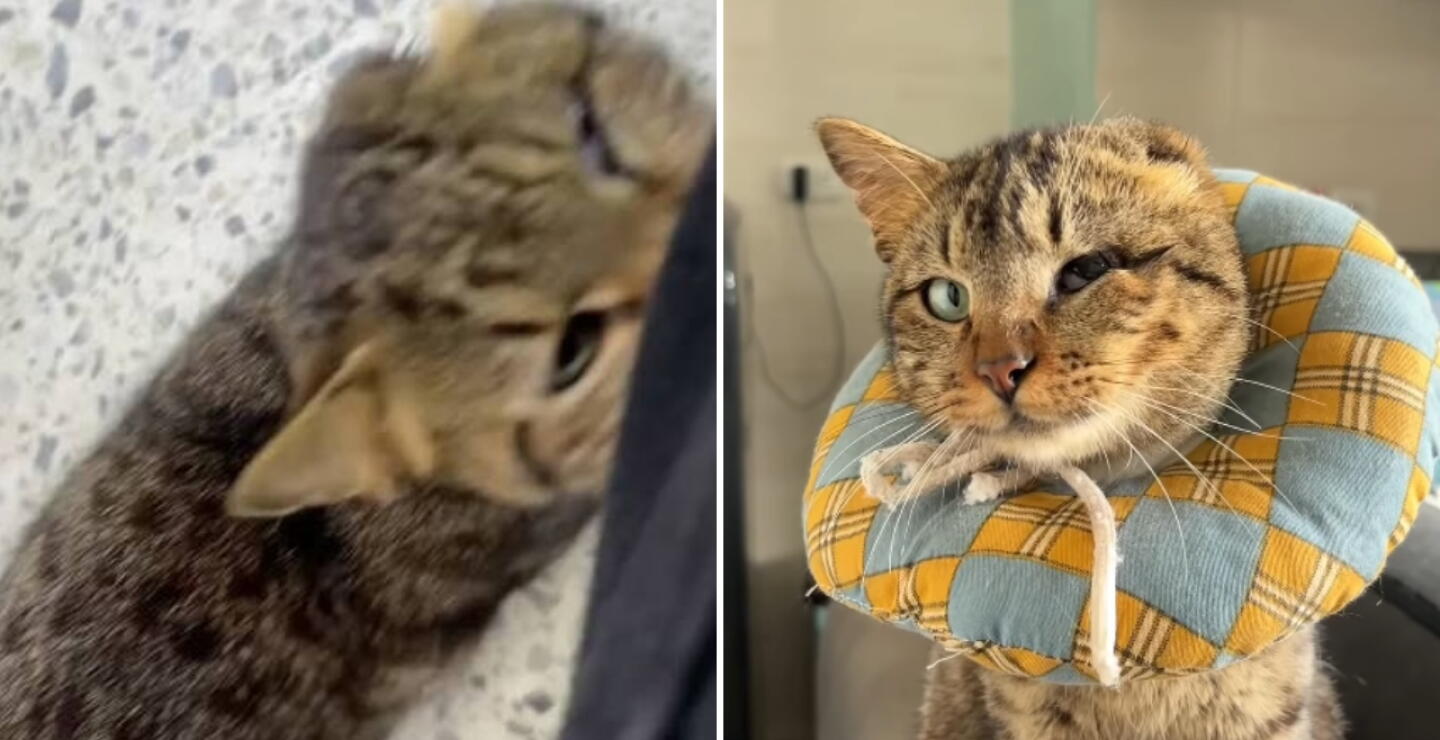 Jurado de votación adoptó a un gato herido que apareció en su puesto: "Decidió confiar"