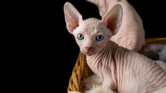 Gato egipcio Gato egipcio