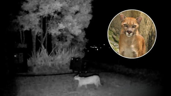 Puma es visto en La Calera