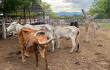 Vacas.jpeg