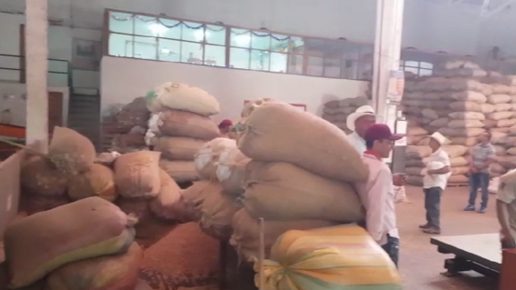 349824_BLU Radio. Cosecha cafetera está represada en el suroeste / Foto: Captura de video