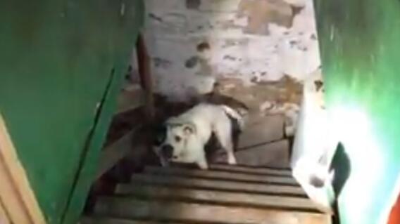 8483_La Kalle - Perrita abandonada en un sótano - Foto Facebook 8483_La Kalle - Perrita abandonada en un sótano - Foto Facebook