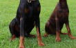 Niña murió tras ser brutalmente atacada por los perros de su tío 