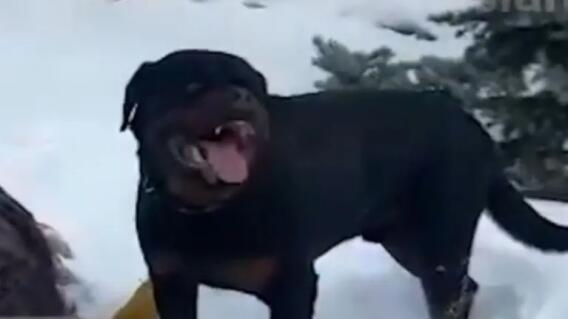 Ataque de rottweiler a niño Ataque de rottweiler a niño