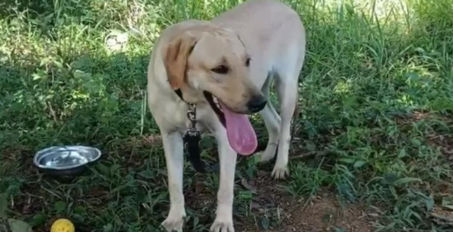 Él era Happy 4, el perro que murió por ataque con explosivo en Meta