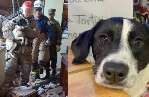 Así fue el conmovedor rescate de perrita que estuvo bajo los escombros tras explosión en Rionegro 