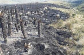 327016_BLU Radio, incendio páramos del Almorzadero / foto: Bomberos de Concepción
