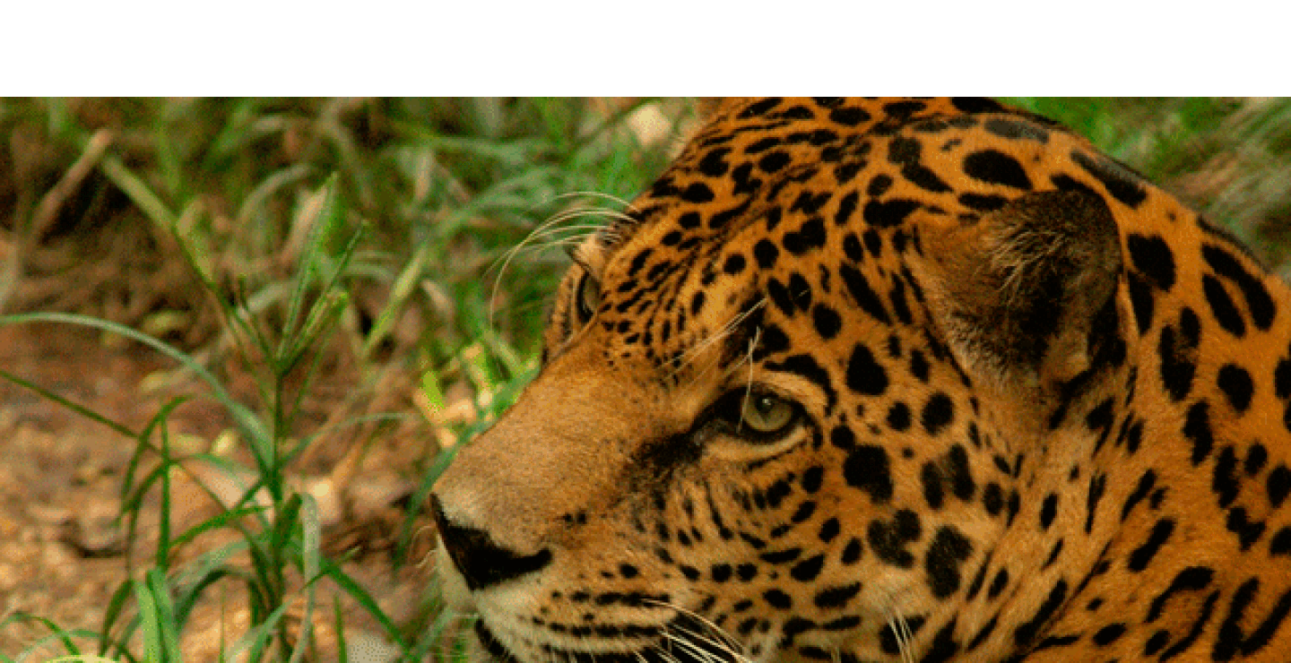 040616_jaguar_zoo.gif