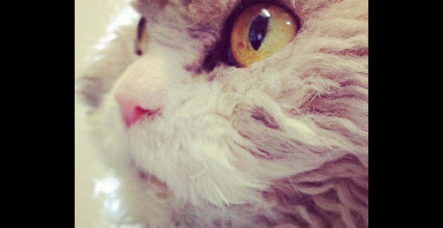 gato18.jpg