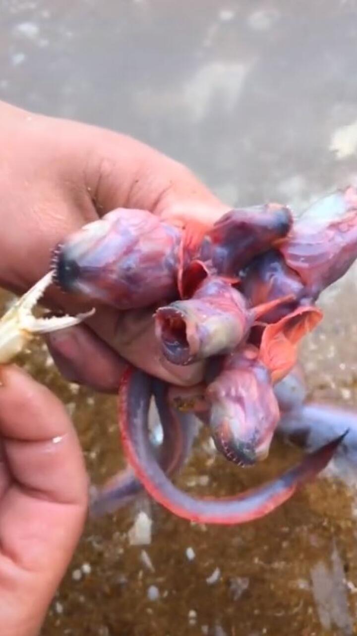 Hallan extraña criatura marina y es comparada con Demogorgon de ‘Stranger Things’