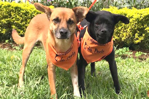 Tinto y Betty, los dos perros criollos que ahora corretean por la Alcaldía de Medellín. Foto: cortesía.