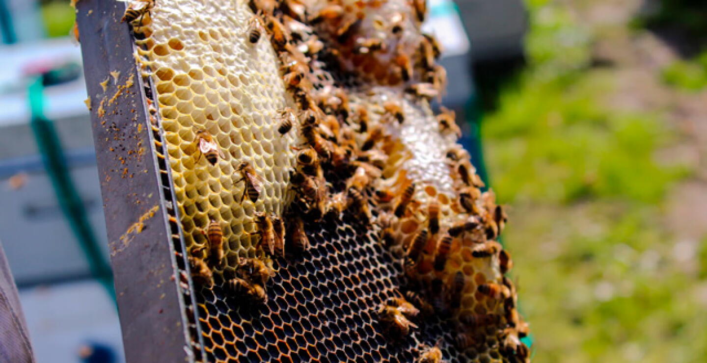 abejas_0.jpg