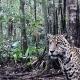 El corredor del jaguar: así velan por este imponente felino en Guaviare