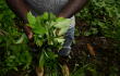 Colapso del mercado de coca tiene desesperados a campesinos de la cordillera en Nariño