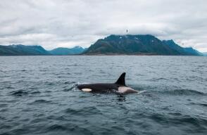 Las orcas tras entrar en la menopausia protegen a sus hijos de las peleas 
