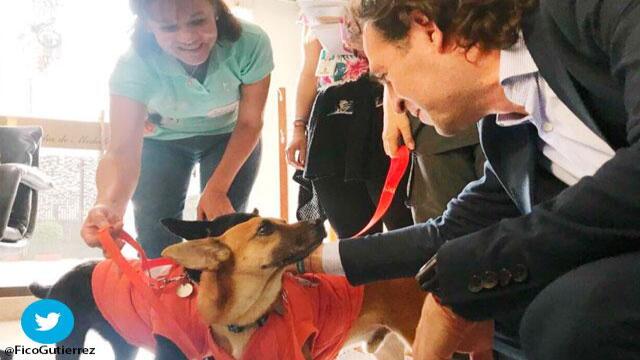 Tinto y Betty, los perritos criollos que adoptó el alcalde de Medellín