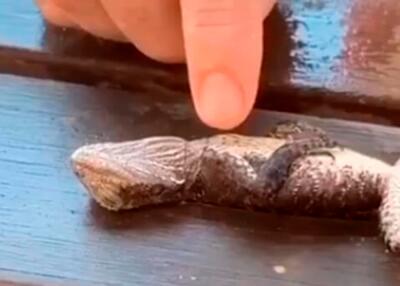 354607_Foto: Bomberos Gordon Nueva Gales