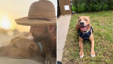 Magnus, el perrito del influencer Camilo Triana, vuelve a ser diagnosticado con cáncer: "Ojalá el amor lo curara"