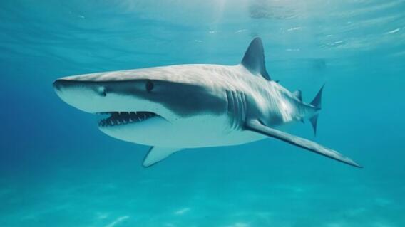 Tiburón lo mordió y decidió grabar la escena mientras seguía en el mar: impactantes imágenes Tiburón lo mordió y decidió grabar la escena mientras seguía en el mar: impactantes imágenes