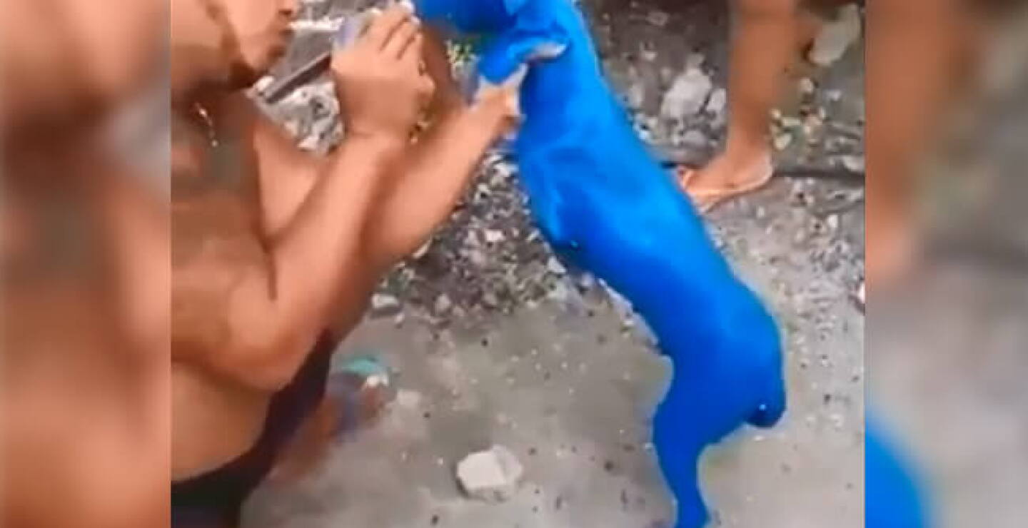 perroazulokok_0.jpg