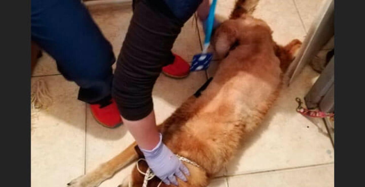 perritovictima.jpg