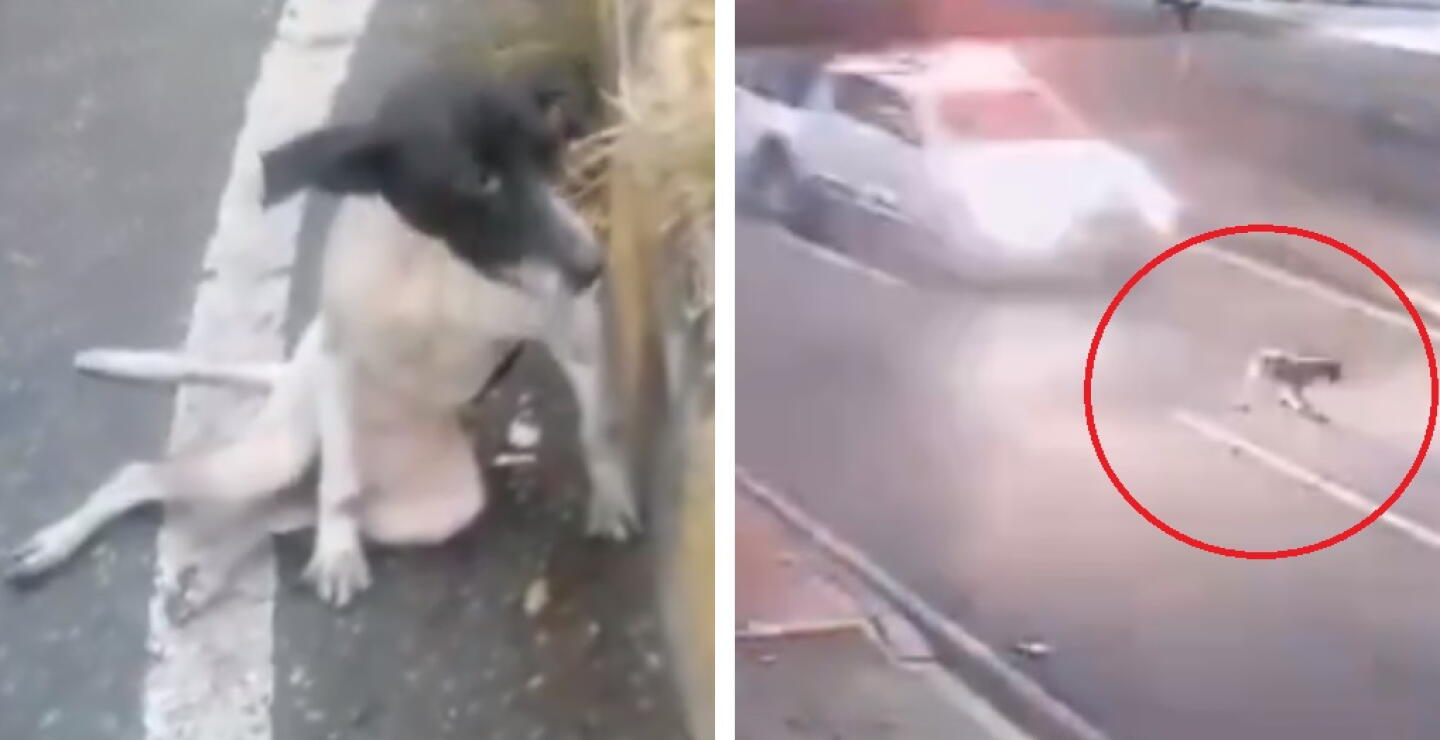 En Bucaramanga, conductor de una patrulla de Policía Militar estrelló a una perrita y huyó del lugar