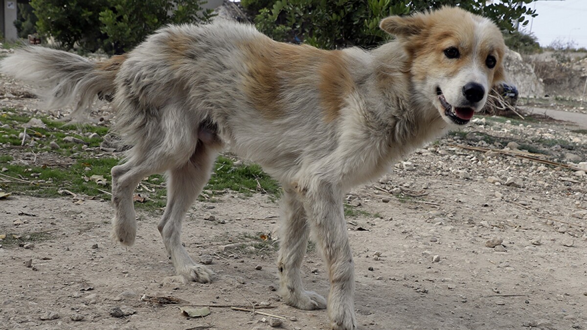que comen los perros de la calle
