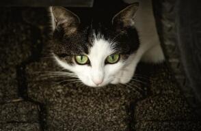 gato-dueña-fallecida