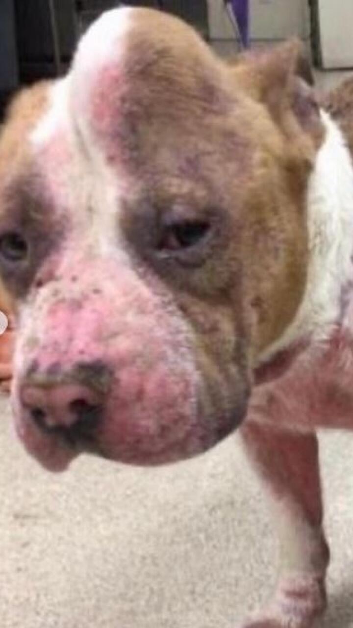 Una segunda oportunidad: adoptan a perrita ‘unicornio’ que iba a ser sacrificada