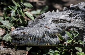 Adolescente de 16 años es devorado por un cocodrilo Adolescente de 16 años es devorado por un cocodrilo