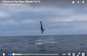 248234_Foto: captura video Facebook San Diego Saltwater Fly Fishing-Capt. Mark Martin