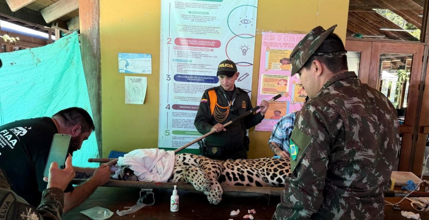 Jaguar fue hallado en Universidad Nacional de Leticia