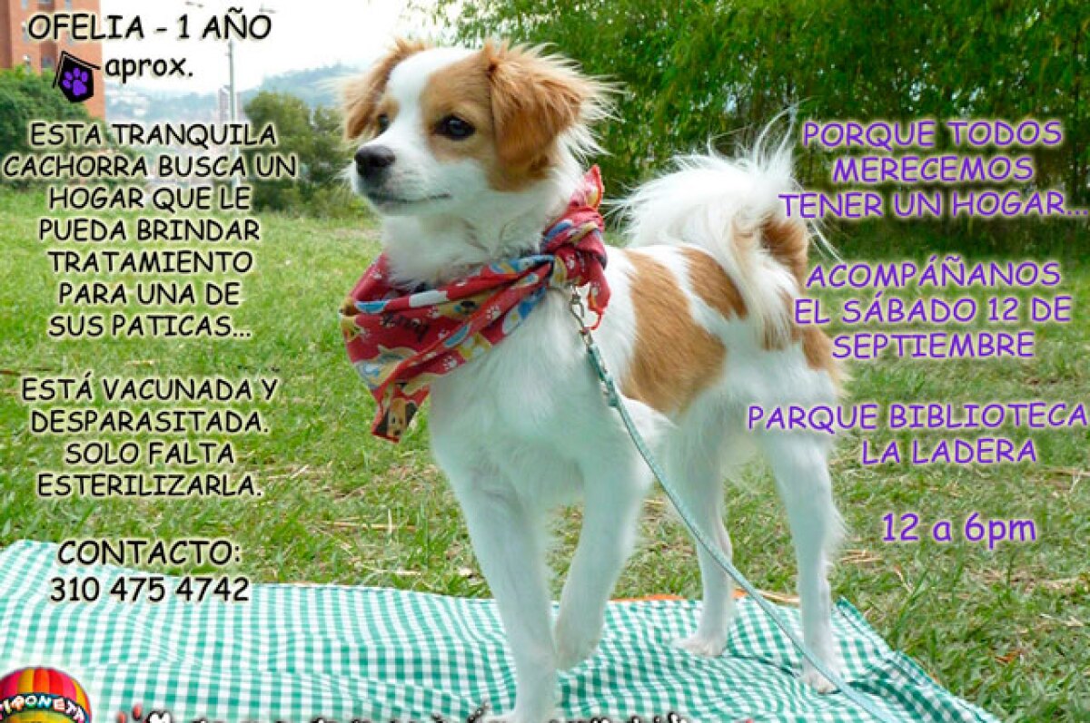 070915_jornada-de-perros-y-gatos_0.jpg
